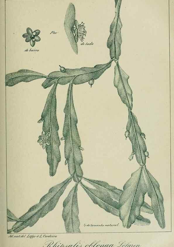 Reproducción/Reproduction 7747293488: Archivos do Jardim Botânico do Rio de Janeiro.. Rio de Janeiro :Jardim Botanico,1915-
