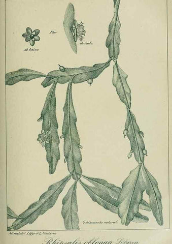 Reproducción/Reproduction 7747293488: Archivos do Jardim Botânico do Rio de Janeiro.. Rio de Janeiro :Jardim Botanico,1915-