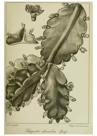 Reproducción/Reproduction 7747274560: Archivos do Jardim Botânico do Rio de Janeiro.. Rio de Janeiro :Jardim Botanico,1915-