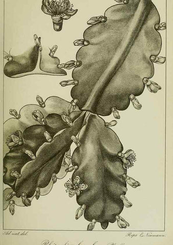 Reproducción/Reproduction 7747274560: Archivos do Jardim Botânico do Rio de Janeiro.. Rio de Janeiro :Jardim Botanico,1915-