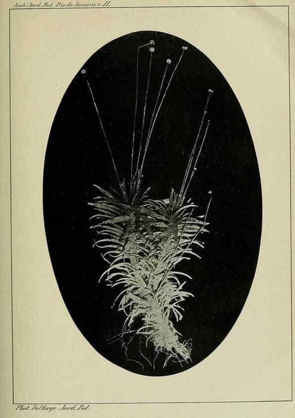 Reproducción/Reproduction 7747284670: Archivos do Jardim Botânico do Rio de Janeiro.. Rio de Janeiro :Jardim Botanico,1915-