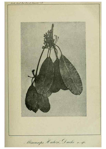Reproducción/Reproduction 7747286672: Archivos do Jardim Botânico do Rio de Janeiro.. Rio de Janeiro :Jardim Botanico,1915-