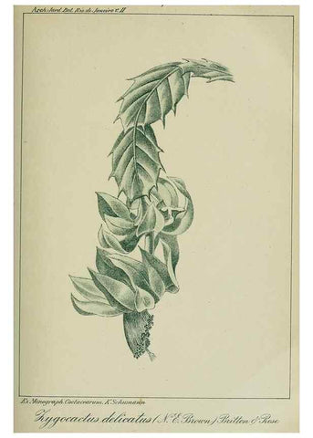 Reproducción/Reproduction 7747287670: Archivos do Jardim Botânico do Rio de Janeiro.. Rio de Janeiro :Jardim Botanico,1915-