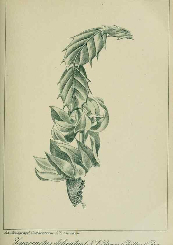 Reproducción/Reproduction 7747287670: Archivos do Jardim Botânico do Rio de Janeiro.. Rio de Janeiro :Jardim Botanico,1915-