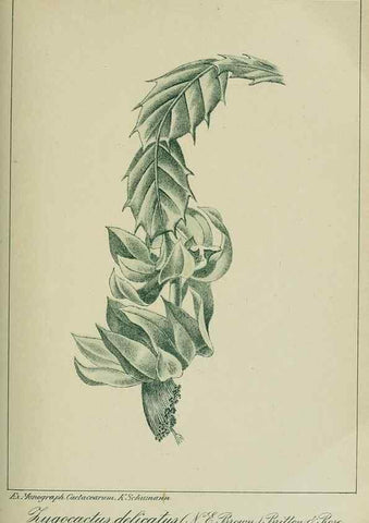 Reproducción/Reproduction 7747287670: Archivos do Jardim Botânico do Rio de Janeiro.. Rio de Janeiro :Jardim Botanico,1915-