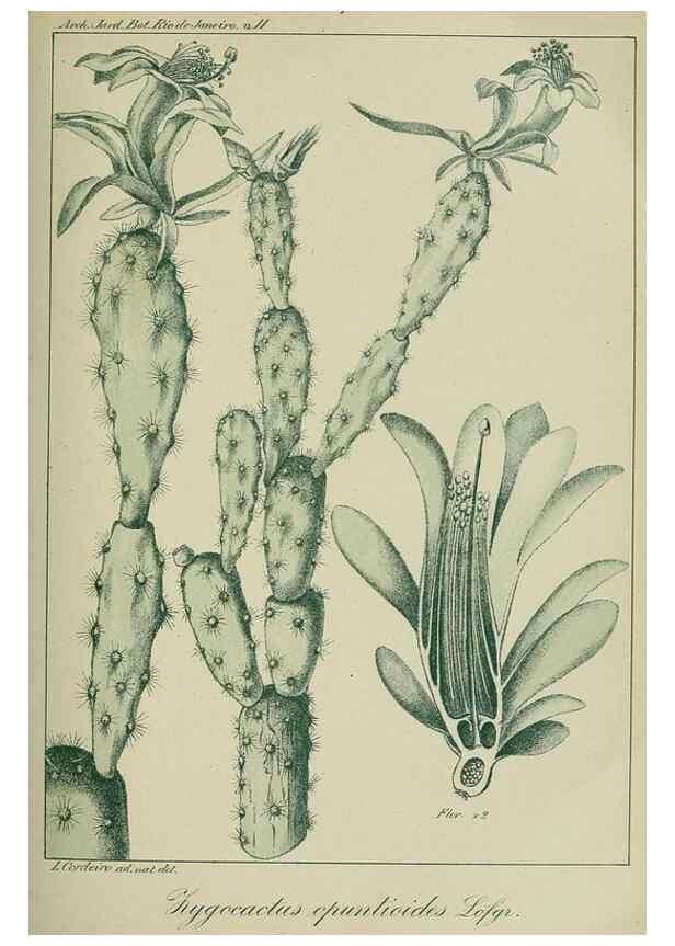 Reproducción/Reproduction 7747289146: Archivos do Jardim Botânico do Rio de Janeiro.. Rio de Janeiro :Jardim Botanico,1915-