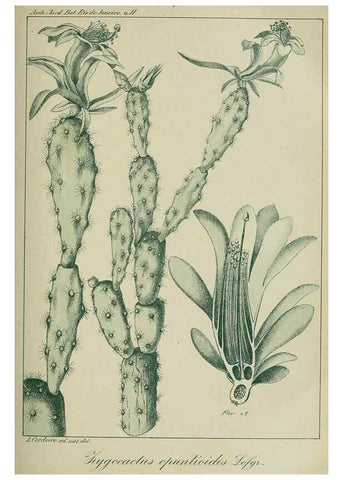 Reproducción/Reproduction 7747289146: Archivos do Jardim Botânico do Rio de Janeiro.. Rio de Janeiro :Jardim Botanico,1915-