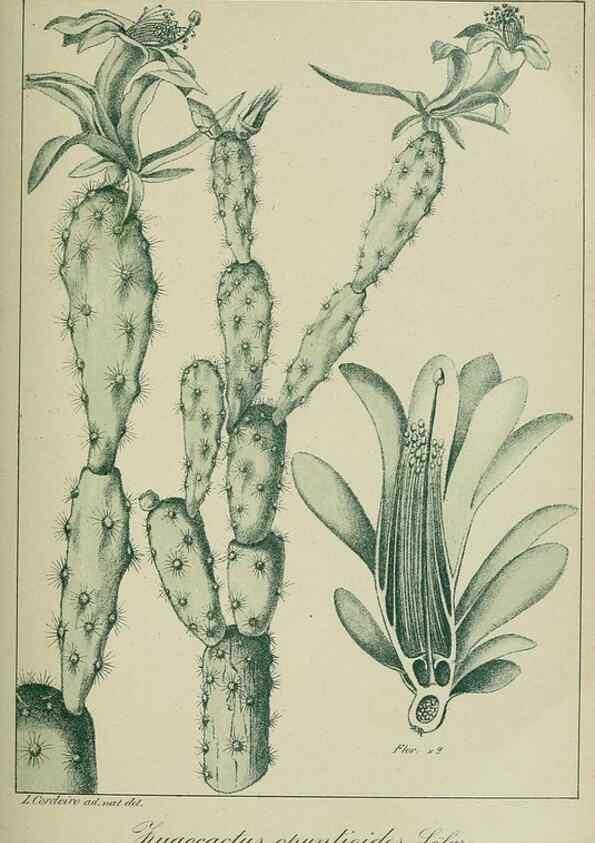 Reproducción/Reproduction 7747289146: Archivos do Jardim Botânico do Rio de Janeiro.. Rio de Janeiro :Jardim Botanico,1915-
