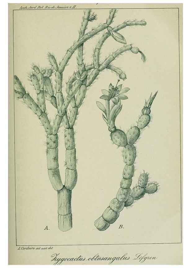 Reproducción/Reproduction 7747290002: Archivos do Jardim Botânico do Rio de Janeiro.. Rio de Janeiro :Jardim Botanico,1915-