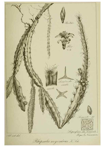 Reproducción/Reproduction 7747282644: Archivos do Jardim Botânico do Rio de Janeiro.. Rio de Janeiro :Jardim Botanico,1915-