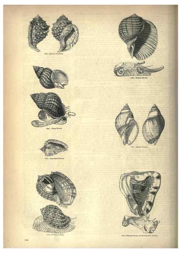Reproducción/Reproduction 7740087424: The pictorial museum of animated nature .... London :C. Cox,[1844?]