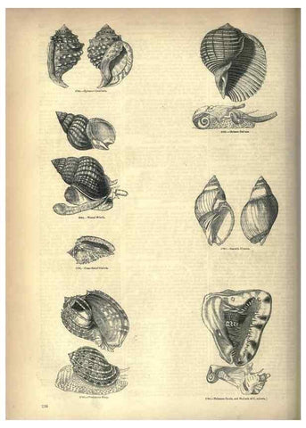 Reproducción/Reproduction 7740087424: The pictorial museum of animated nature .... London :C. Cox,[1844?]
