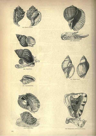 Reproducción/Reproduction 7740087424: The pictorial museum of animated nature .... London :C. Cox,[1844?]