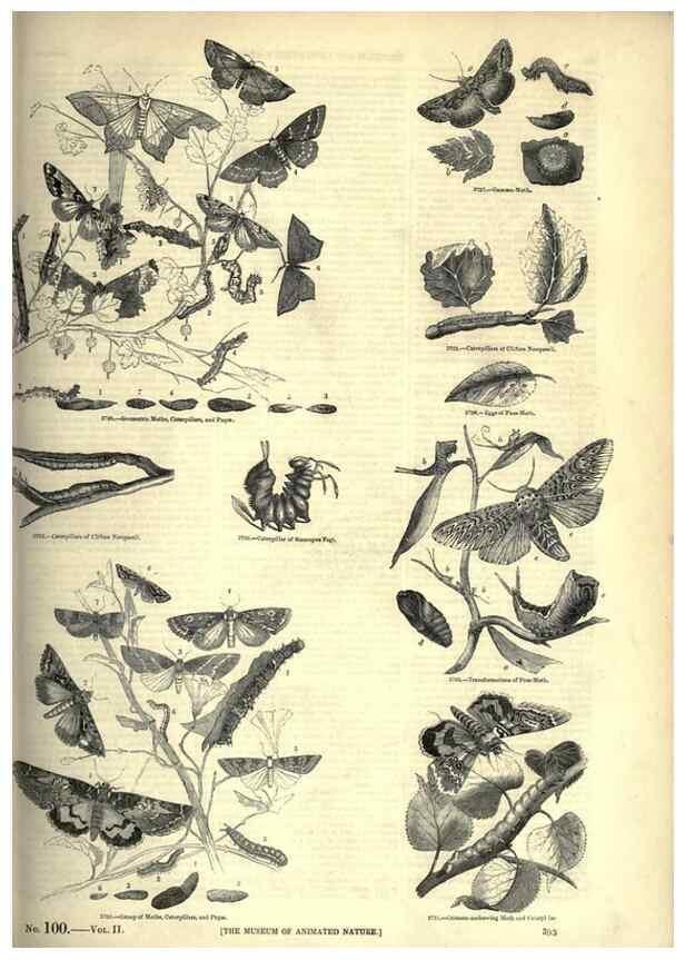 Reproducción/Reproduction 7740173836: The pictorial museum of animated nature .... London :C. Cox,[1844?]