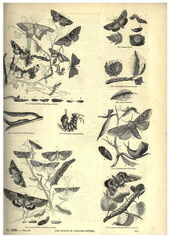 Reproducción/Reproduction 7740173836: The pictorial museum of animated nature .... London :C. Cox,[1844?]