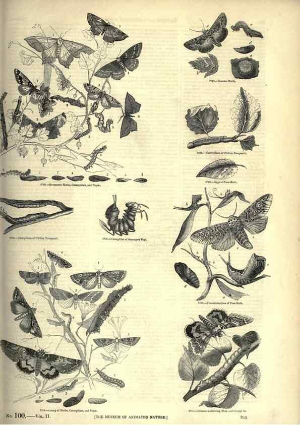 Reproducción/Reproduction 7740173836: The pictorial museum of animated nature .... London :C. Cox,[1844?]