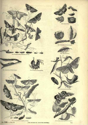 Reproducción/Reproduction 7740173836: The pictorial museum of animated nature .... London :C. Cox,[1844?]