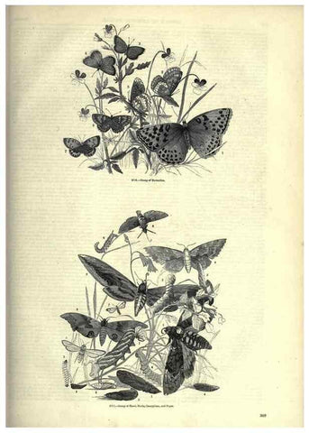 Reproducción/Reproduction 7740171530: The pictorial museum of animated nature .... London :C. Cox,[1844?]