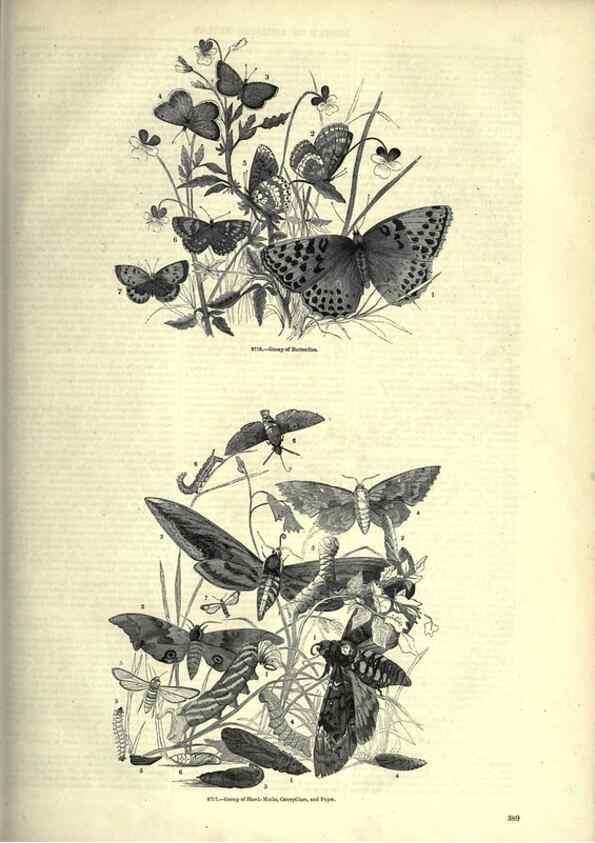Reproducción/Reproduction 7740171530: The pictorial museum of animated nature .... London :C. Cox,[1844?]