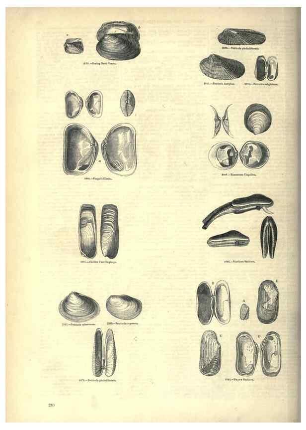 Reproducción/Reproduction 7740111802: The pictorial museum of animated nature .... London :C. Cox,[1844?]