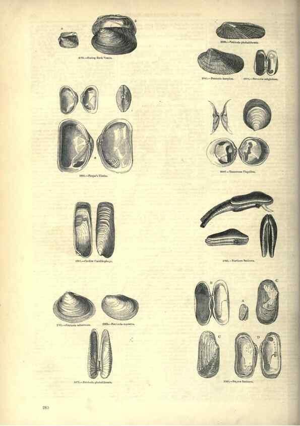 Reproducción/Reproduction 7740111802: The pictorial museum of animated nature .... London :C. Cox,[1844?]