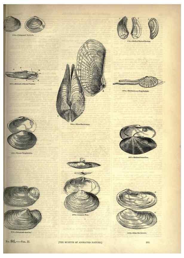 Reproducción/Reproduction 7740112962: The pictorial museum of animated nature .... London :C. Cox,[1844?]