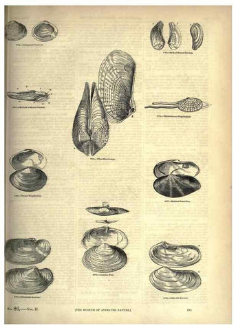 Reproducción/Reproduction 7740112962: The pictorial museum of animated nature .... London :C. Cox,[1844?]