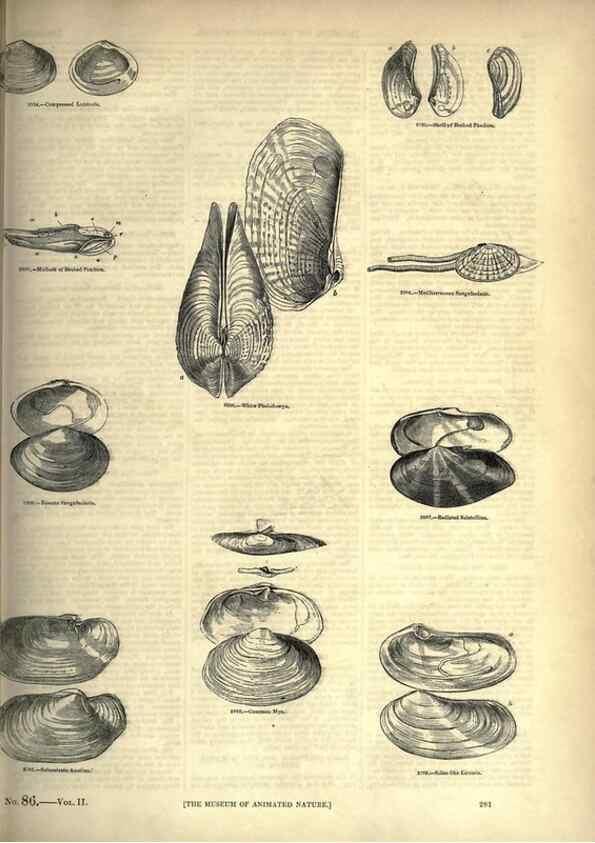 Reproducción/Reproduction 7740112962: The pictorial museum of animated nature .... London :C. Cox,[1844?]