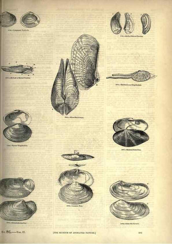 Reproducción/Reproduction 7740112962: The pictorial museum of animated nature .... London :C. Cox,[1844?]