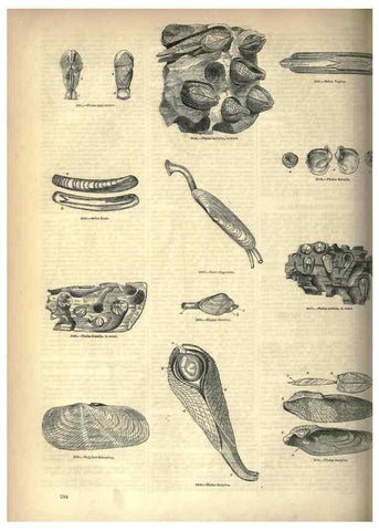 Reproducción/Reproduction 7740114042: The pictorial museum of animated nature .... London :C. Cox,[1844?]