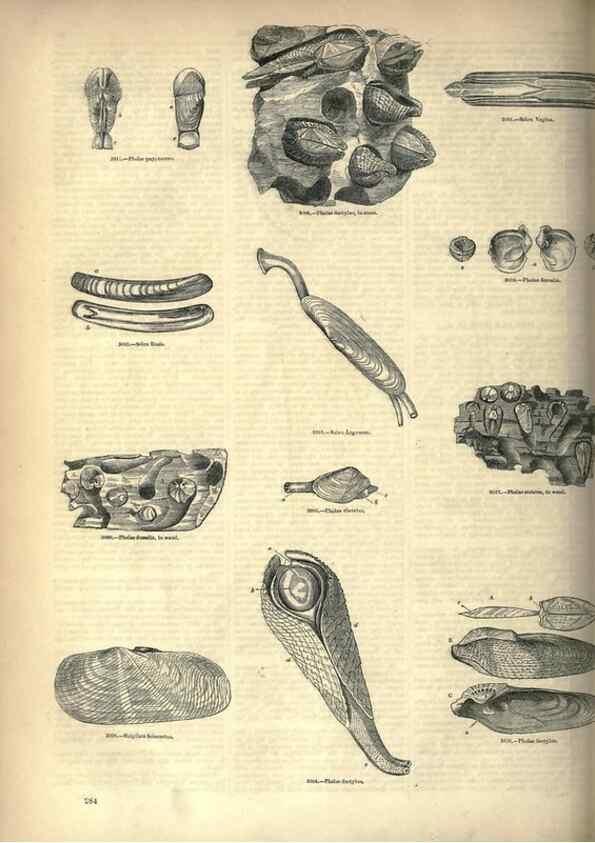Reproducción/Reproduction 7740114042: The pictorial museum of animated nature .... London :C. Cox,[1844?]