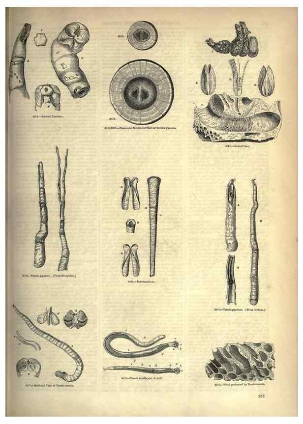Reproducción/Reproduction 7740114980: The pictorial museum of animated nature .... London :C. Cox,[1844?]