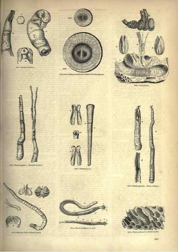 Reproducción/Reproduction 7740114980: The pictorial museum of animated nature .... London :C. Cox,[1844?]