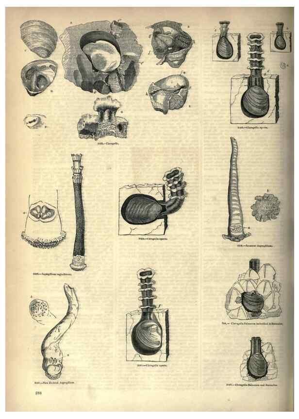 Reproducción/Reproduction 7740116098: The pictorial museum of animated nature .... London :C. Cox,[1844?]