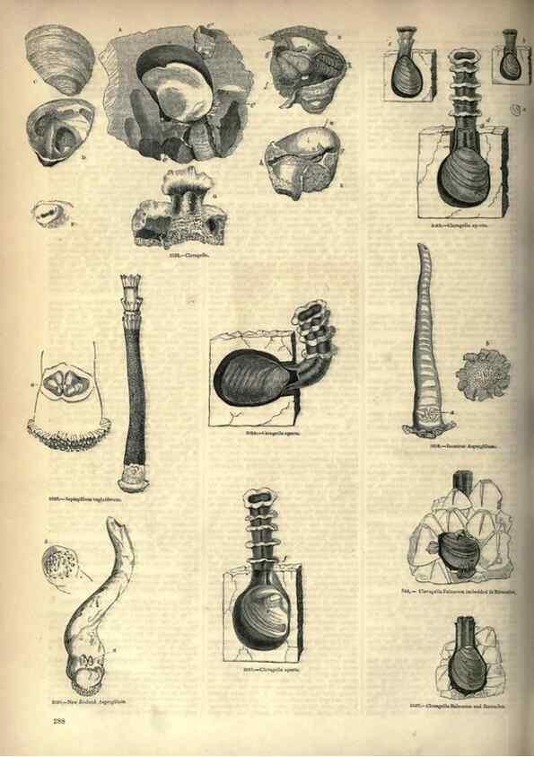 Reproducción/Reproduction 7740116098: The pictorial museum of animated nature .... London :C. Cox,[1844?]