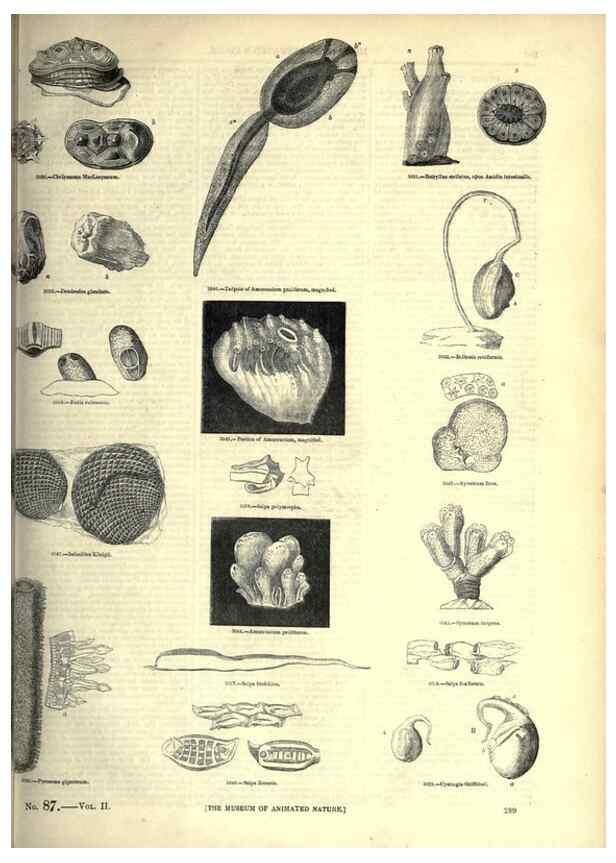 Reproducción/Reproduction 7740117242: The pictorial museum of animated nature .... London :C. Cox,[1844?]