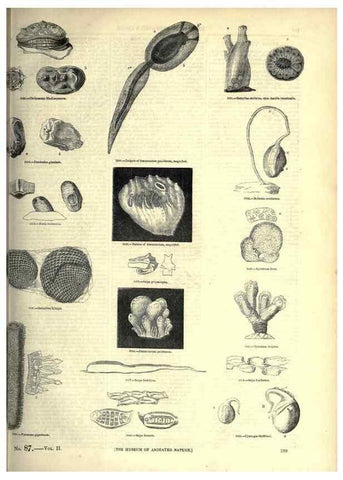 Reproducción/Reproduction 7740117242: The pictorial museum of animated nature .... London :C. Cox,[1844?]