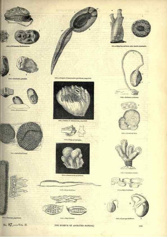 Reproducción/Reproduction 7740117242: The pictorial museum of animated nature .... London :C. Cox,[1844?]