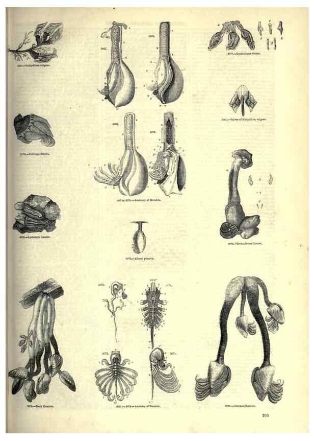 Reproducción/Reproduction 7740119224: The pictorial museum of animated nature .... London :C. Cox,[1844?]