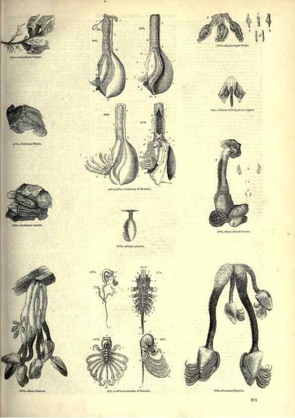 Reproducción/Reproduction 7740119224: The pictorial museum of animated nature .... London :C. Cox,[1844?]