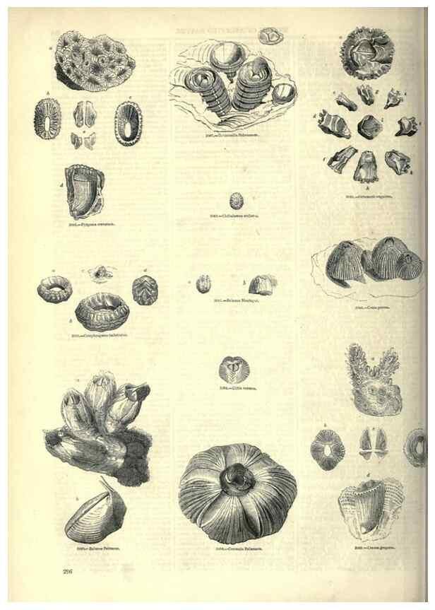 Reproducción/Reproduction 7740120312: The pictorial museum of animated nature .... London :C. Cox,[1844?]