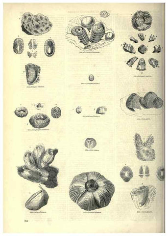 Reproducción/Reproduction 7740120312: The pictorial museum of animated nature .... London :C. Cox,[1844?]