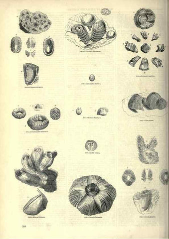 Reproducción/Reproduction 7740120312: The pictorial museum of animated nature .... London :C. Cox,[1844?]