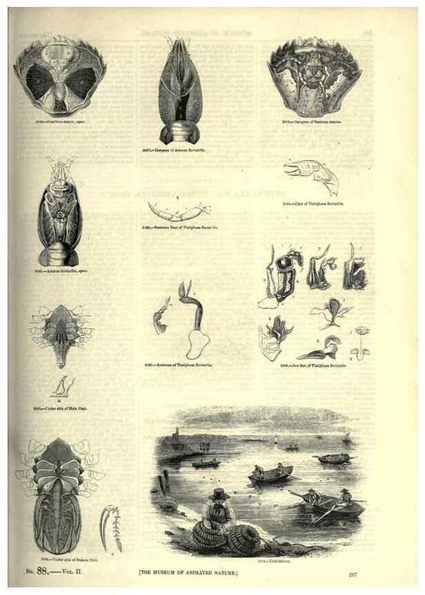 Reproducción/Reproduction 7740121346: The pictorial museum of animated nature .... London :C. Cox,[1844?]