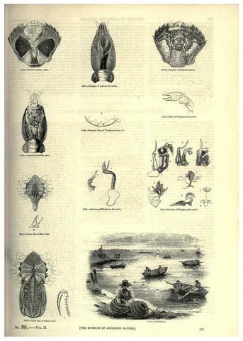 Reproducción/Reproduction 7740121346: The pictorial museum of animated nature .... London :C. Cox,[1844?]