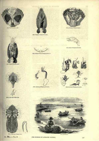 Reproducción/Reproduction 7740121346: The pictorial museum of animated nature .... London :C. Cox,[1844?]