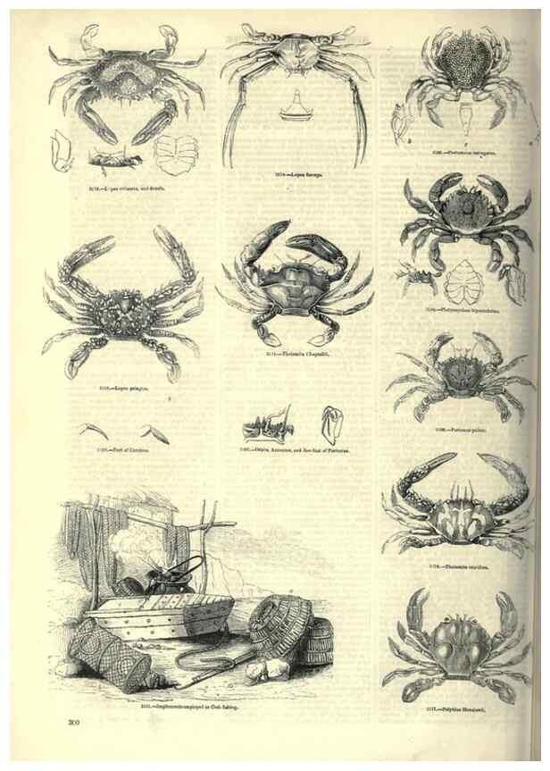 Reproducción/Reproduction 7740122492: The pictorial museum of animated nature .... London :C. Cox,[1844?]