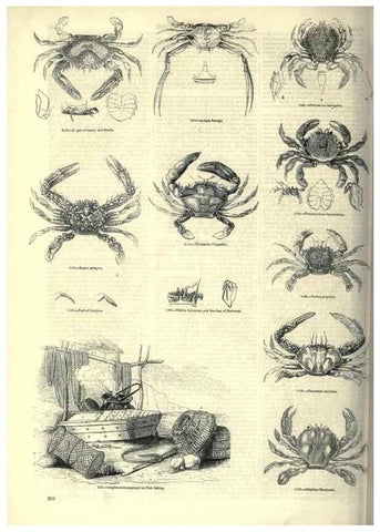 Reproducción/Reproduction 7740122492: The pictorial museum of animated nature .... London :C. Cox,[1844?]