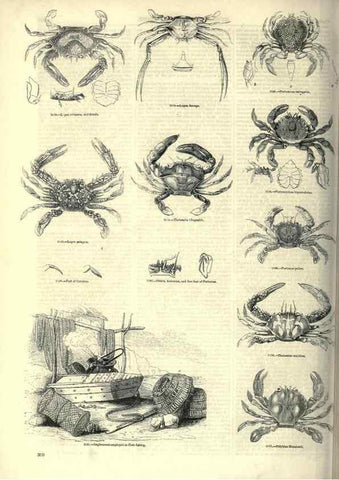 Reproducción/Reproduction 7740122492: The pictorial museum of animated nature .... London :C. Cox,[1844?]