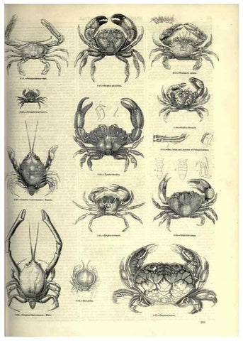 Reproducción/Reproduction 7740123780: The pictorial museum of animated nature .... London :C. Cox,[1844?]